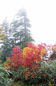 霧と紅葉のバランス見事でした。