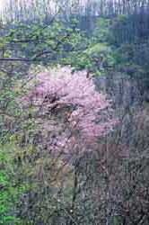 山桜もなかなか〜